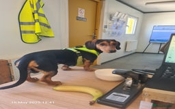 Miniature Dachshund dogs for stud: Miniature Dachshund  - Image 2
