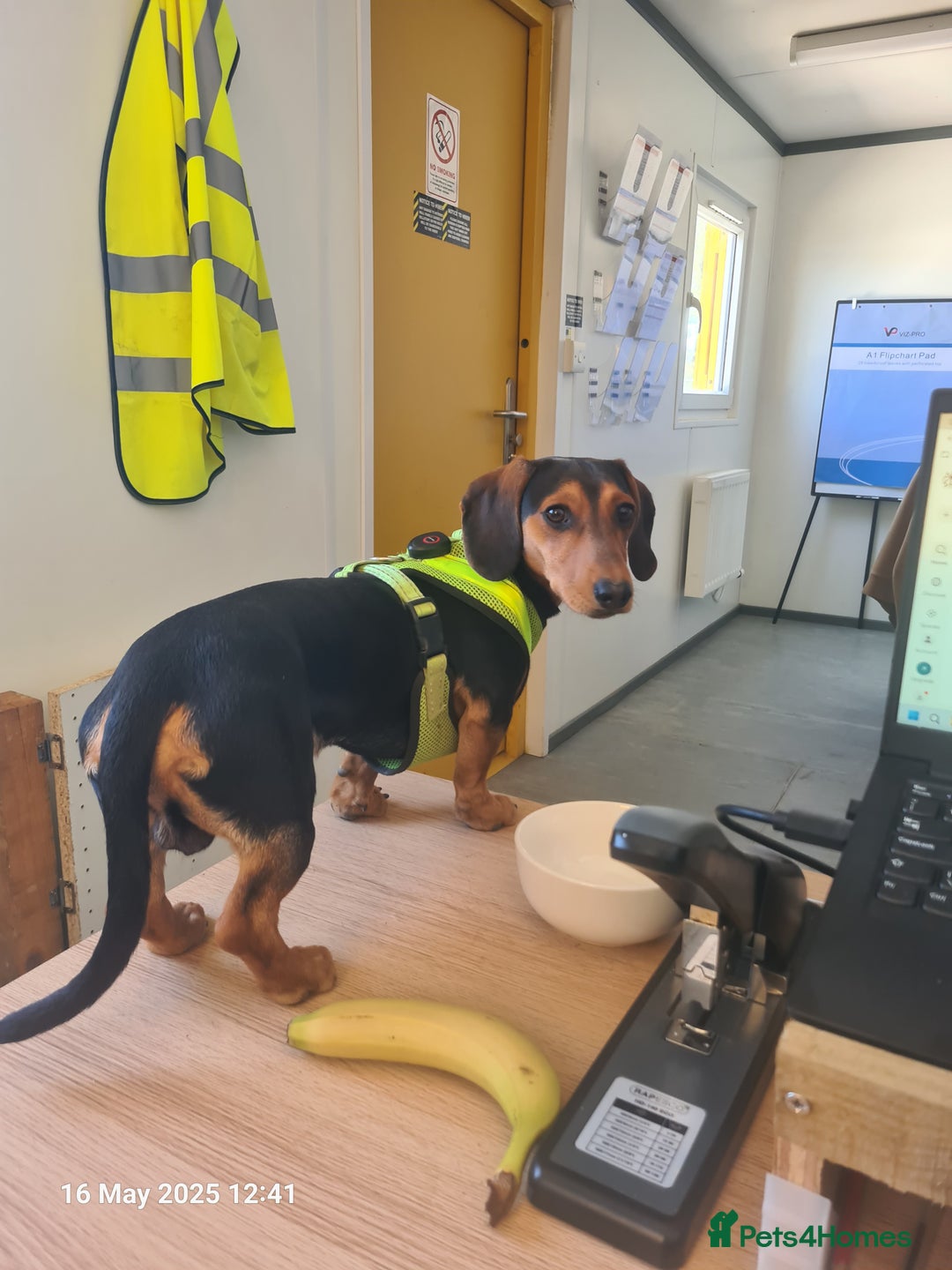 Miniature Dachshund dogs for stud: Miniature Dachshund  - Image 2