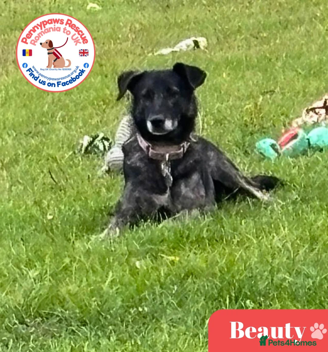 Mixed Breed dogs for adoption: Beauty - Advert 1