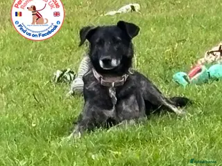 Mixed Breed dogs Beauty - Advert 4