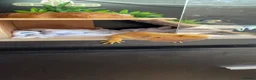 Bearded Dragon reptiles for sale: Bearded Dragon + Full Vivarium Setup  in Stirling - Advert 11