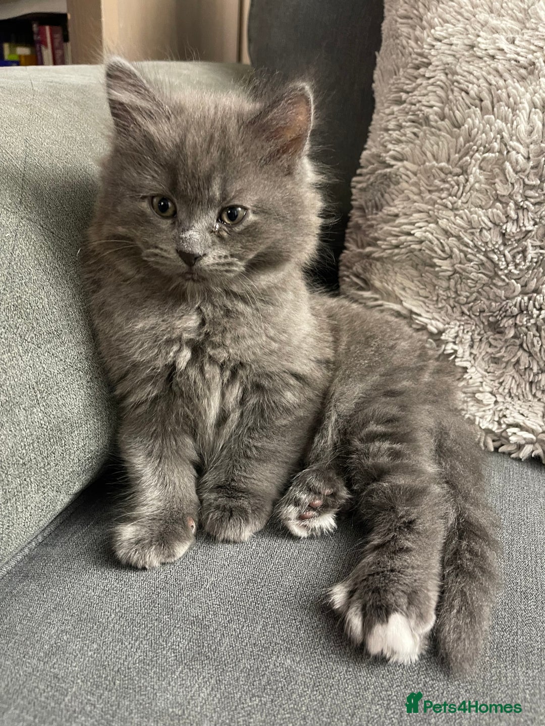 Mixed Breed cats for sale: 3/4 Maine Coon Polydactyl Kittens - Advert 6