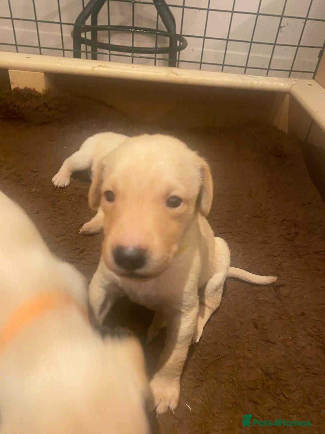 Labrador Retriever dogs for sale: KC registered Labrador puppies - Advert 21