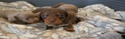 Miniature Dachshund dogs for sale: KC Registered Miniature Dachshund Puppies  - Advert 6