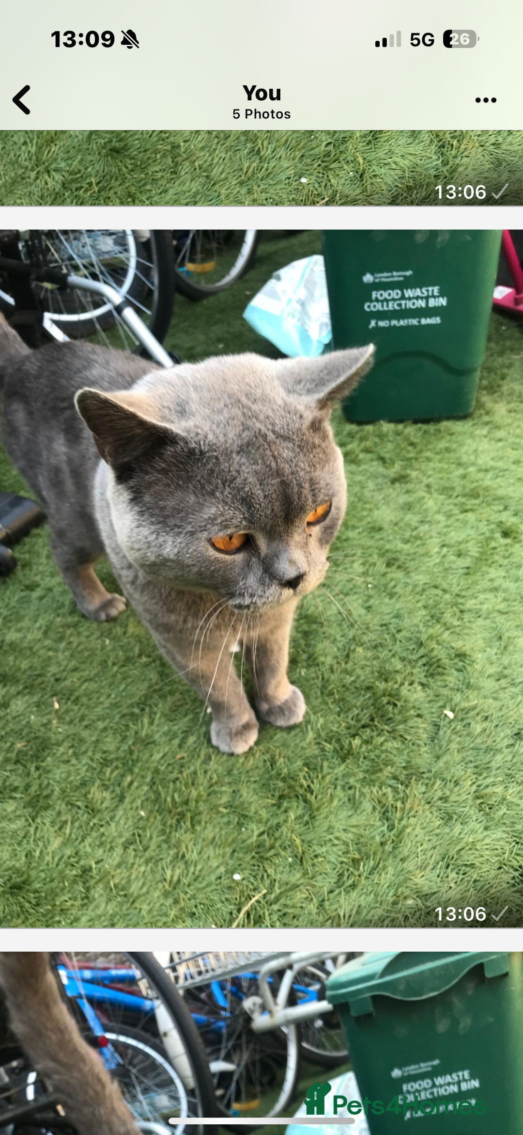 British Shorthair cats for sale: British Shorthair kittens  - Advert 16