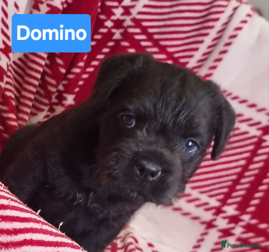 Mixed Breed dogs for sale: French Bulldog × Hungarian Puli Puppies - Advert 6