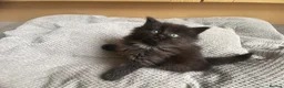 British Longhair cats for sale: Gorgeous baby girl ready NOW for a new home💕 - Advert 15
