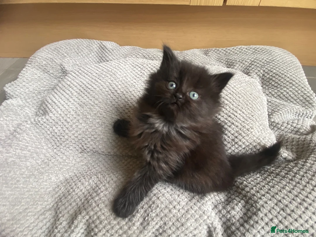 British Longhair cats for sale: Gorgeous baby girl ready NOW for a new home💕 - Advert 15
