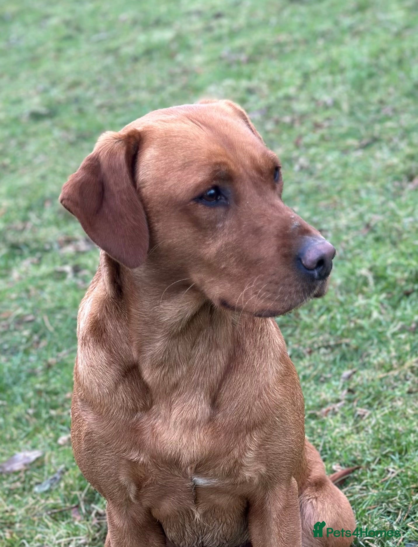 Labrador Retriever dogs Stunning fox red Labrador dog for stud in Tewkesbury - Advert 22