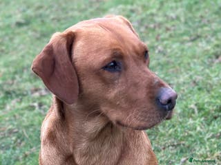 Labrador Retriever dogs Stunning fox red Labrador dog for stud in Tewkesbury - Advert 3