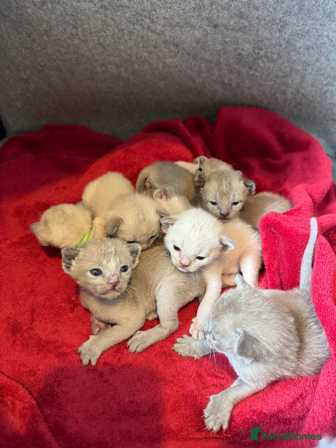 Burmese cats for sale: GCCF-registered, home-raised, Burmese kittens - Image 3