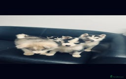 Siberian Husky dogs for sale: Siberian husky - Advert 6