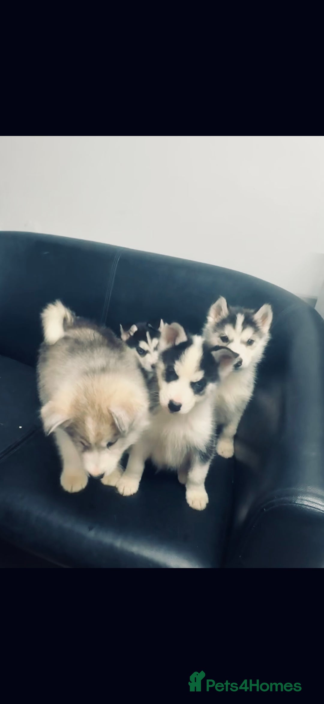 Siberian Husky dogs for sale: Siberian husky - Advert 6