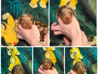 Miniature Dachshund dogs Miniature dachshund pups - Advert 17