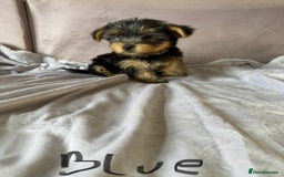 Yorkshire Terrier dogs for sale: Miniature Yorkshire Terrier  - Image 2