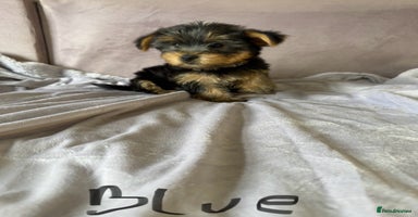 Yorkshire Terrier dogs - Advert 1