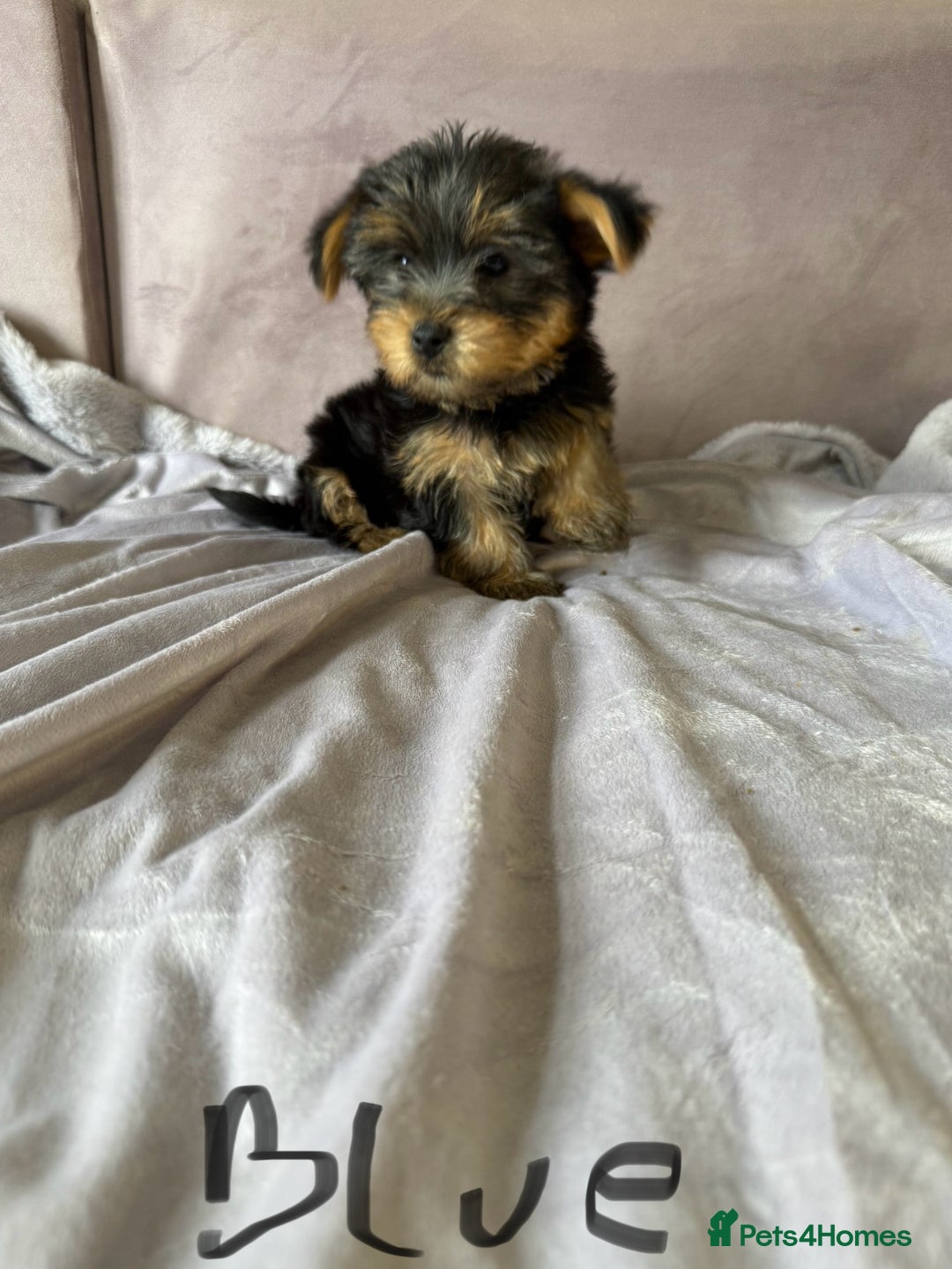 Yorkshire Terrier dogs for sale: Miniature Yorkshire Terrier  - Image 2