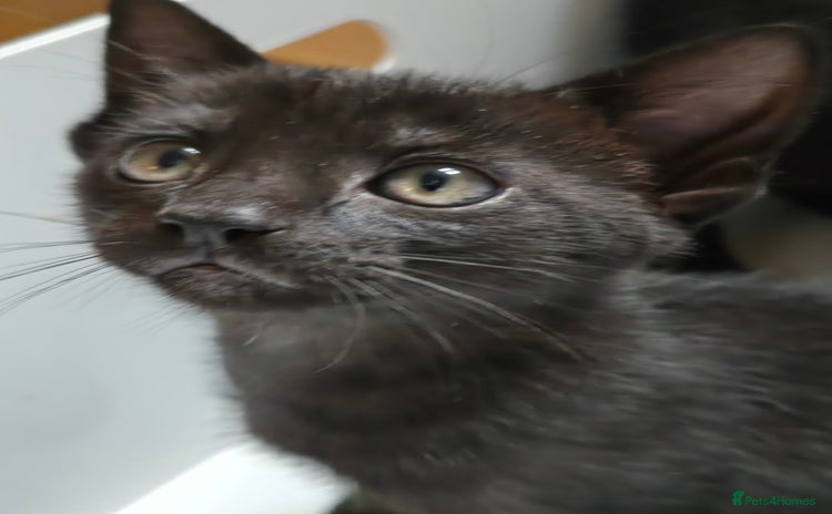 Mixed Breed cats - Advert 1