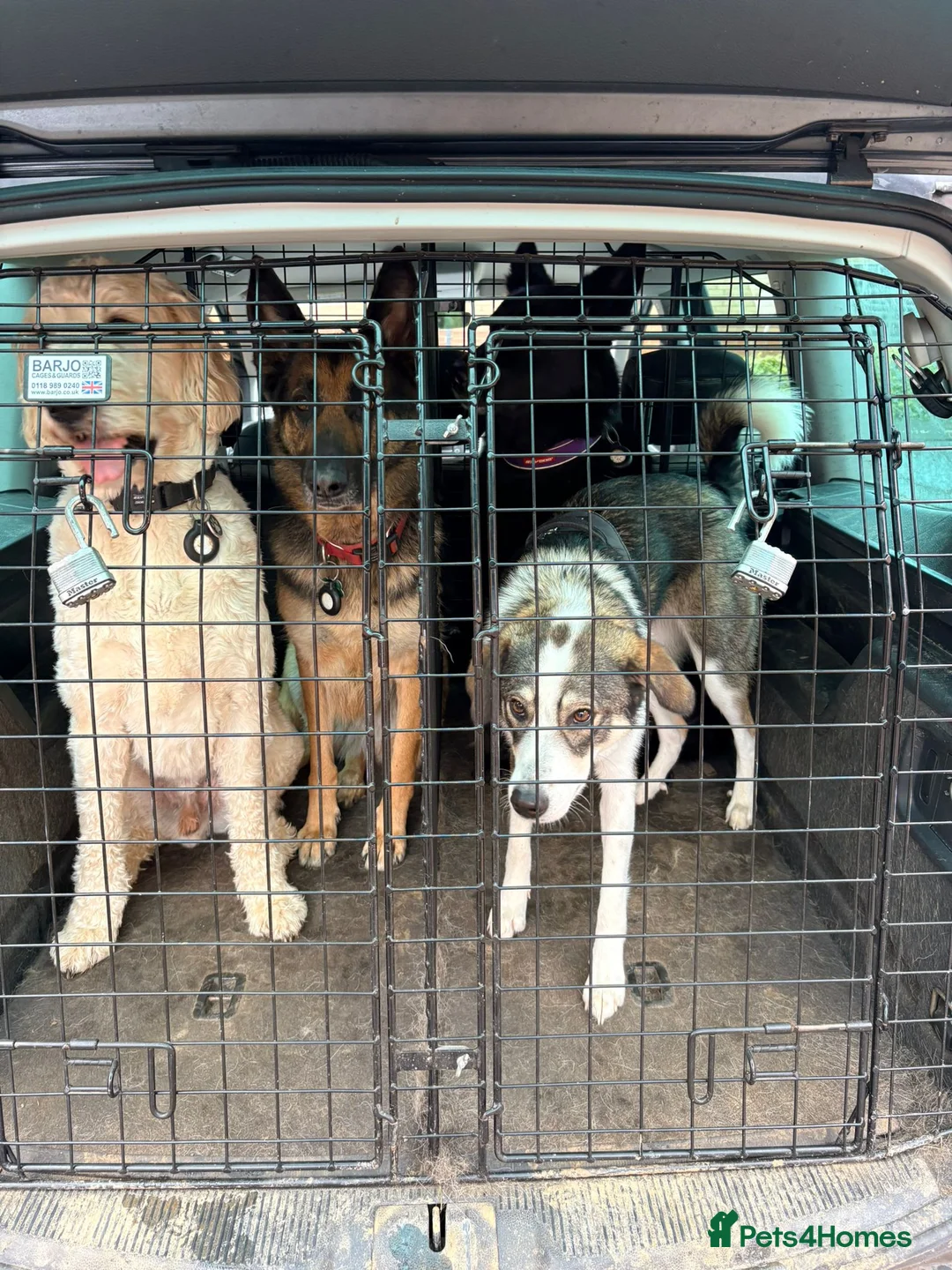 Mixed Breed dogs for sale: Meet wonderful Nala! - Advert 16