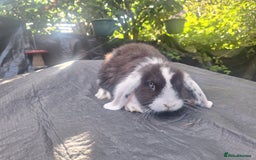 Mini Lop rabbits for sale: Beautiful purebred mini lop eared kits  - Image 2