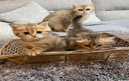 British Shorthair cats for sale: Lovely Golden BSh/BLh kittens/ 2 girls/ 💝 - Image 2