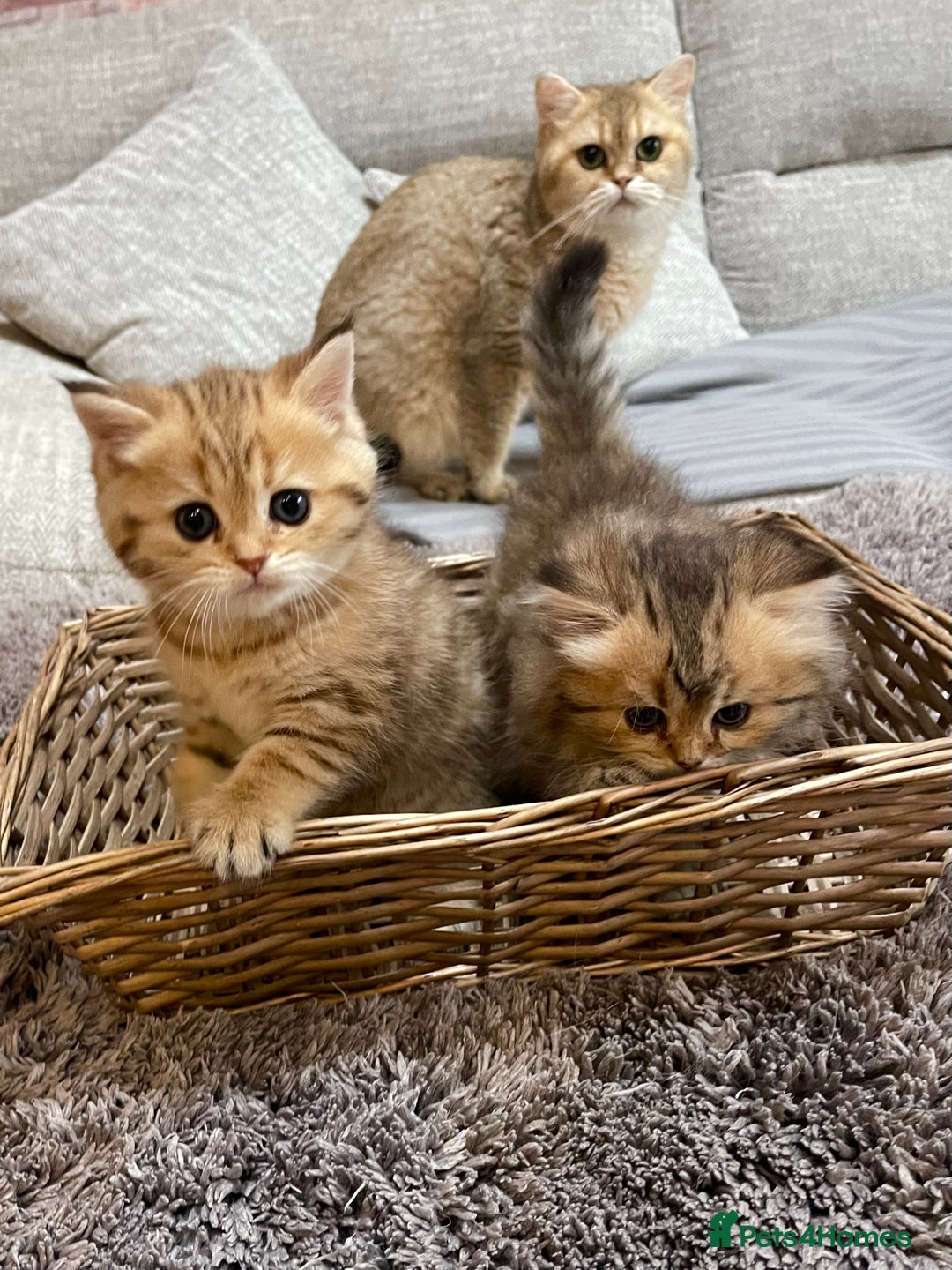 British Shorthair cats for sale: Lovely Golden BSh/BLh kittens/ 2 girls/ 💝 - Image 2