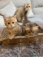 British Shorthair cats - Advert 16