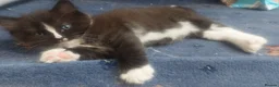 Mixed Breed cats for sale: Long‑Haired beautiful Ragdoll Cross Kittens - Advert 14