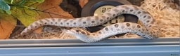 Snake reptiles for sale: Hognose - axanthic conda 66% het albino 66% het  - Advert 1