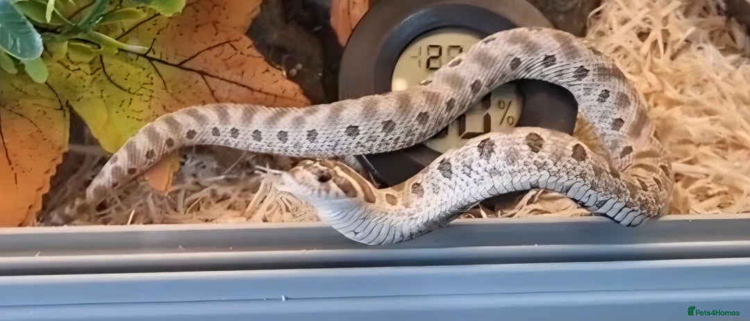 Snake reptiles for sale: Hognose - axanthic conda 66% het albino 66% het  - Advert 1