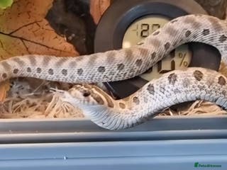 Snake reptiles Hognose - axanthic conda 66% het albino 66% het - Advert 1