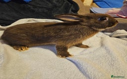 Netherland Dwarf rabbits for sale: Chocolate Otter boy - Image 4