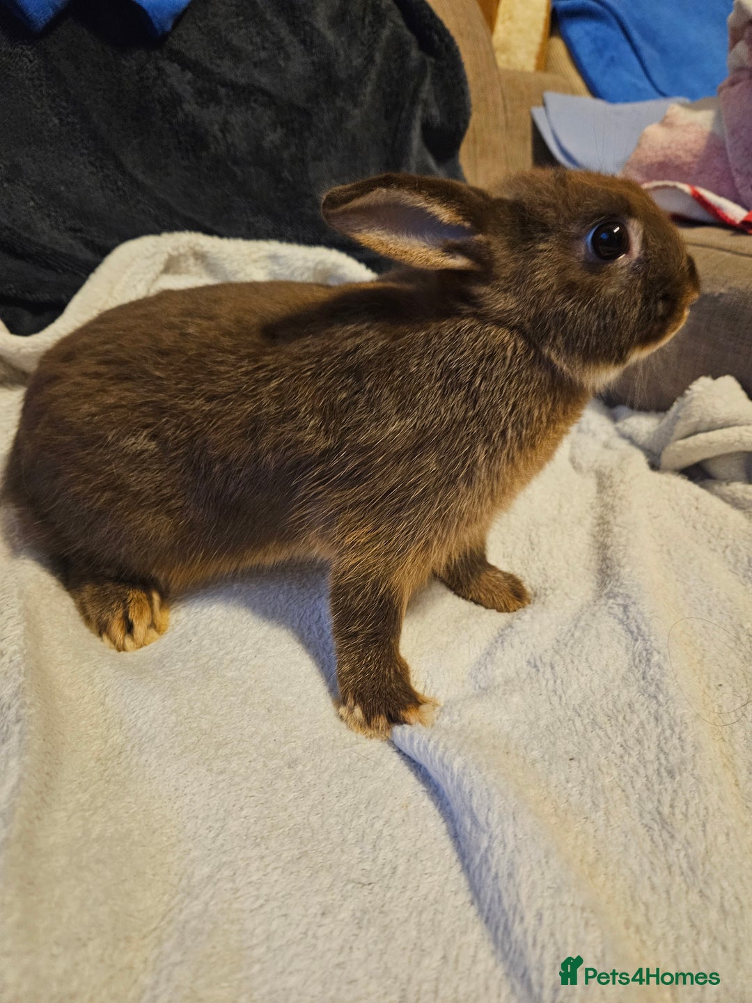 Netherland Dwarf rabbits for sale: Chocolate Otter boy - Image 4