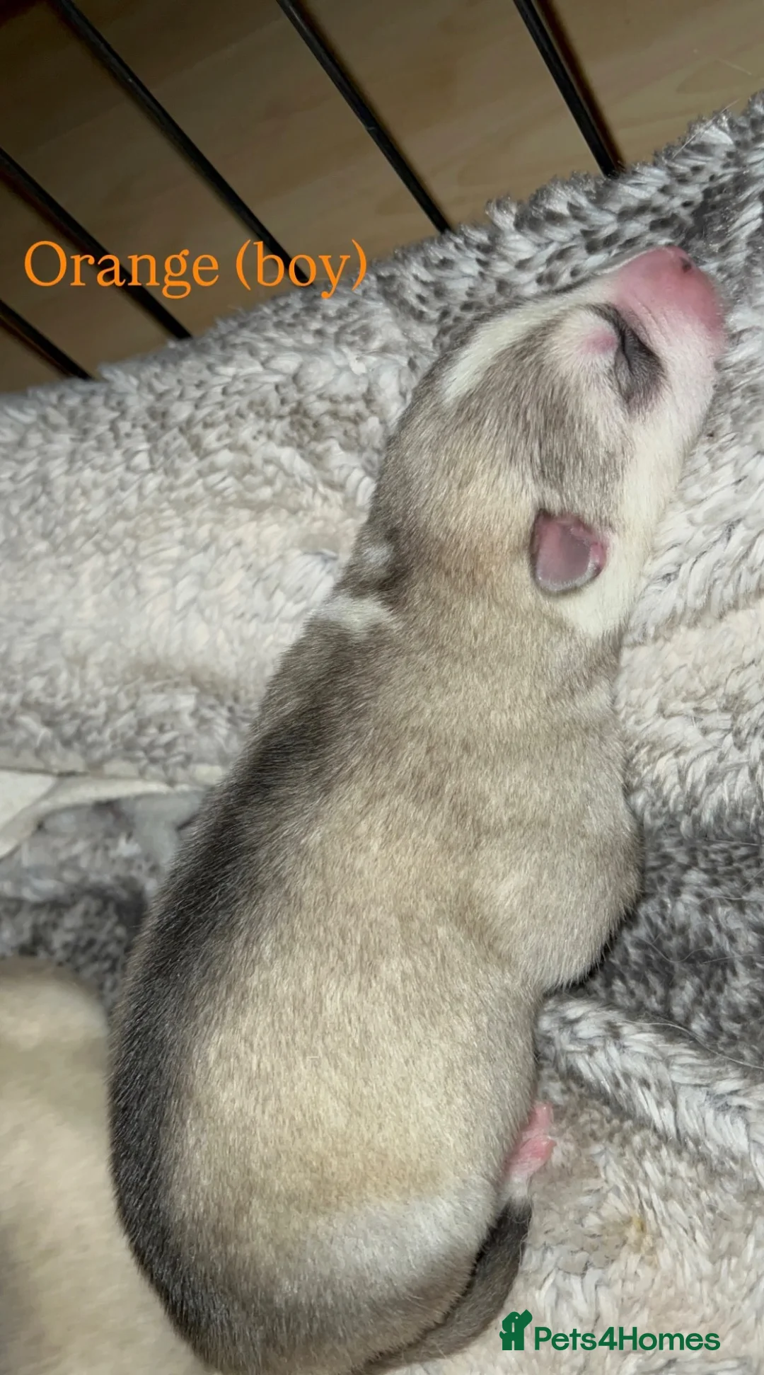Alaskan Malamute dogs for sale: Beautiful Alaskan Malamutes Puppies For Sale - Advert 2