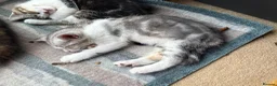 Mixed Breed cats for sale: CUTE KITTENS - Advert 20