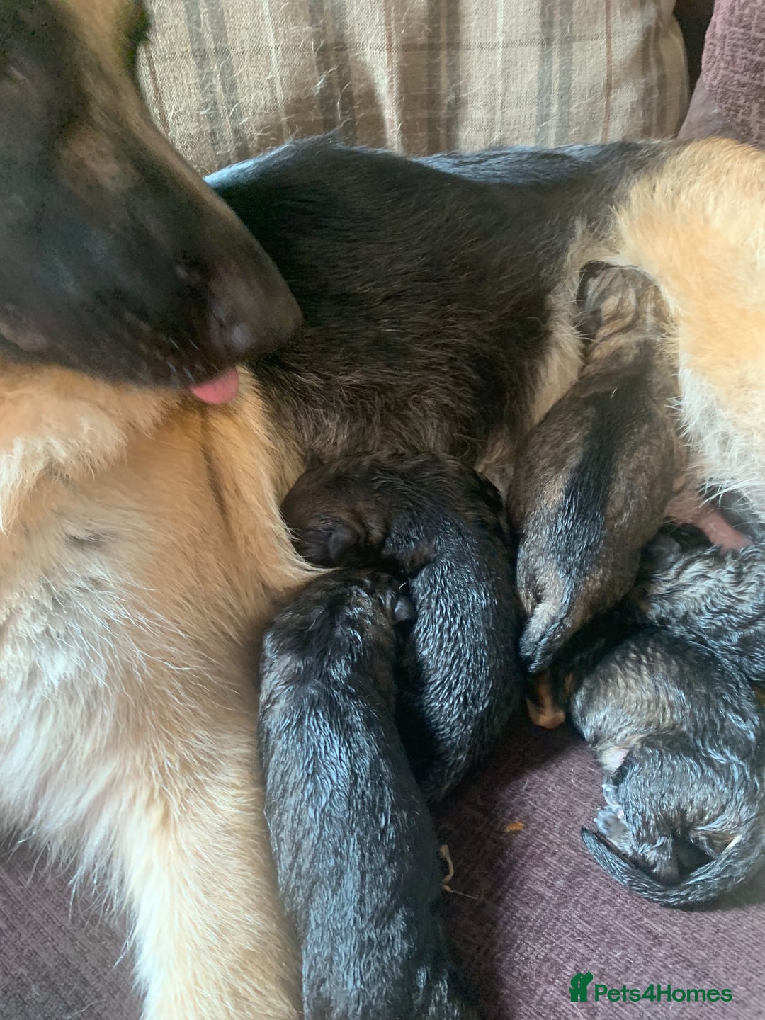 German Shepherd dogs for sale: German shepherd puppies - Image 4
