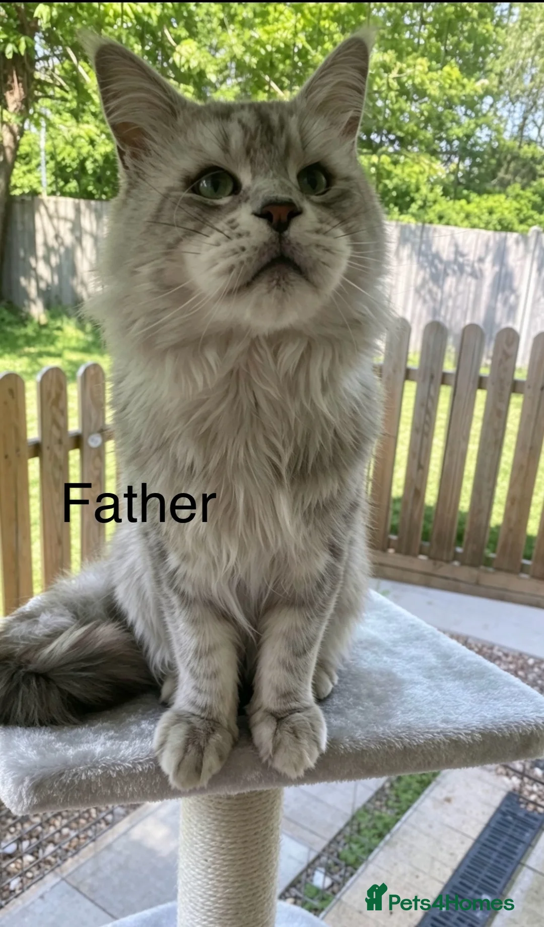 Maine Coon cats for sale: Pedigree Maine Coons - Advert 2