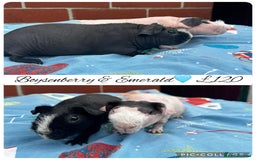 Guinea Pig rodents for sale: Guinea pig boars  - Image 33