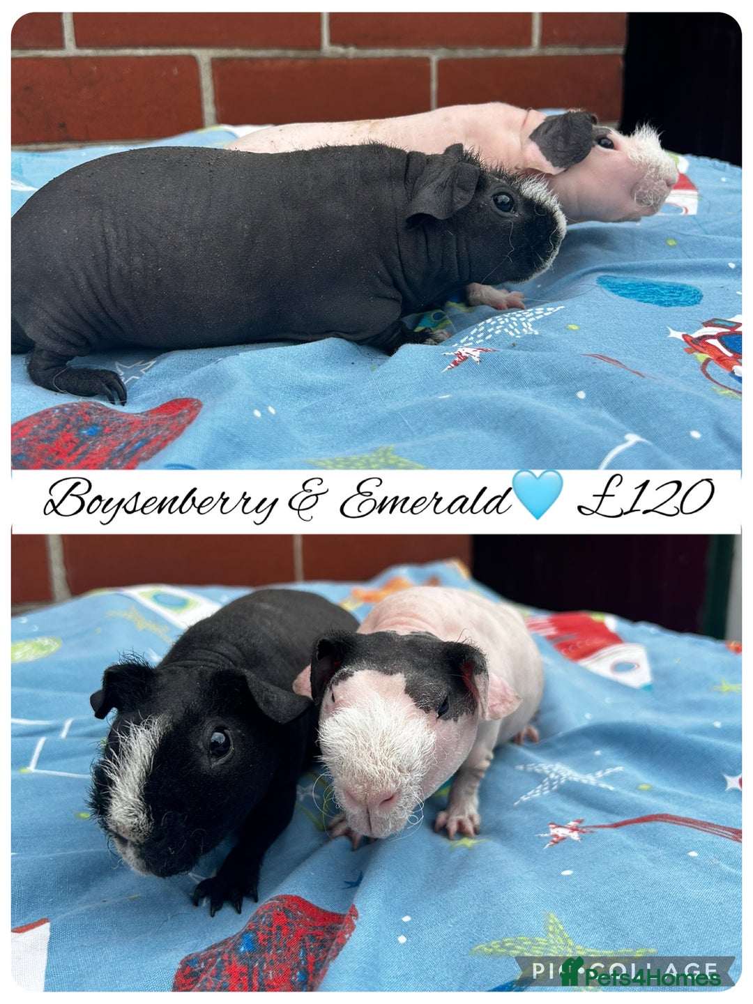 Guinea Pig rodents for sale: Guinea pig boars  - Image 33