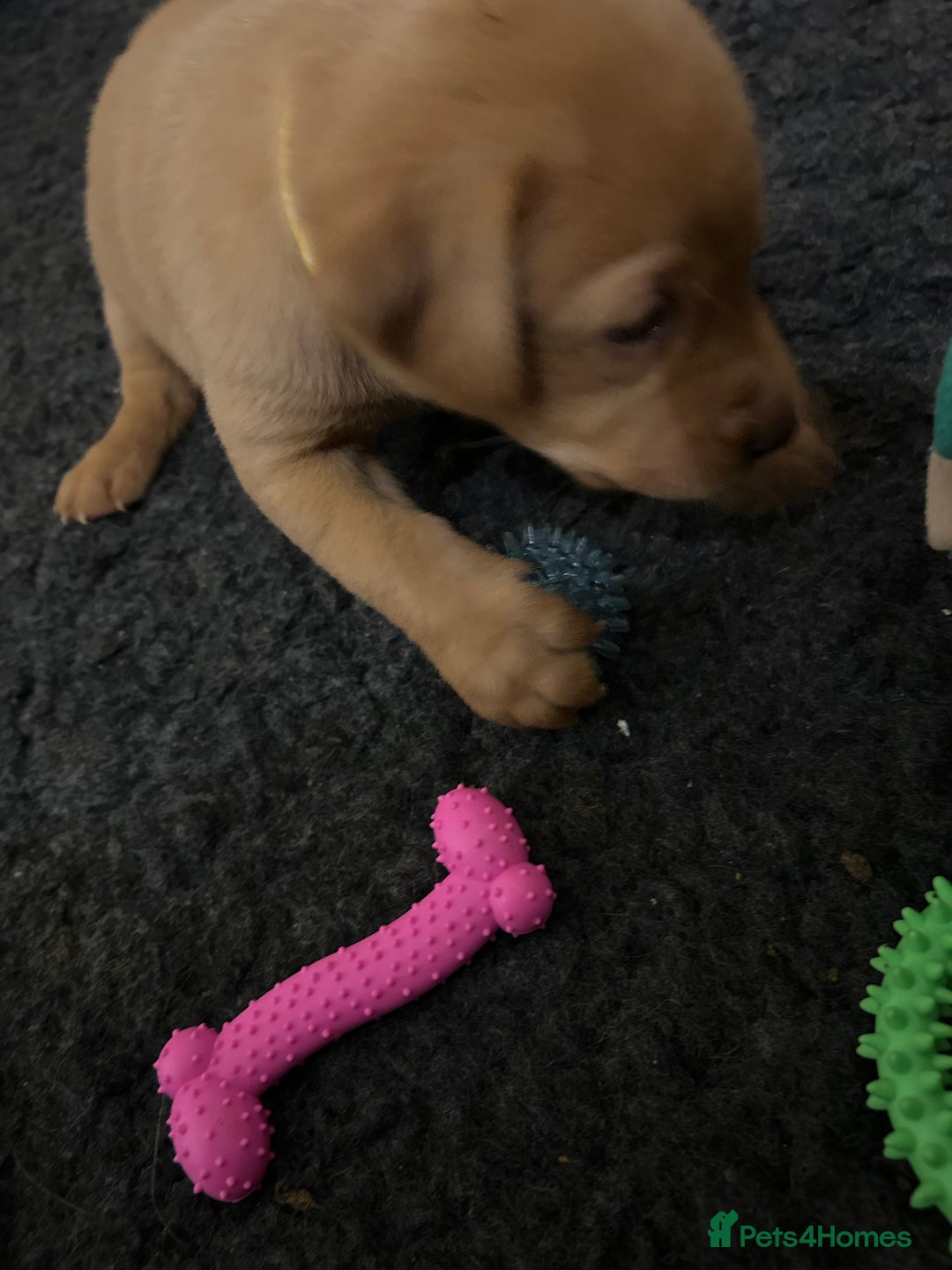 Labrador Retriever dogs for sale: Fox red labrador pups Glasgow  - Advert 13