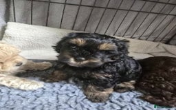 Shihpoo dogs for sale: 🐾 Adorable Shihpoo Puppies 🐾 - Image 2