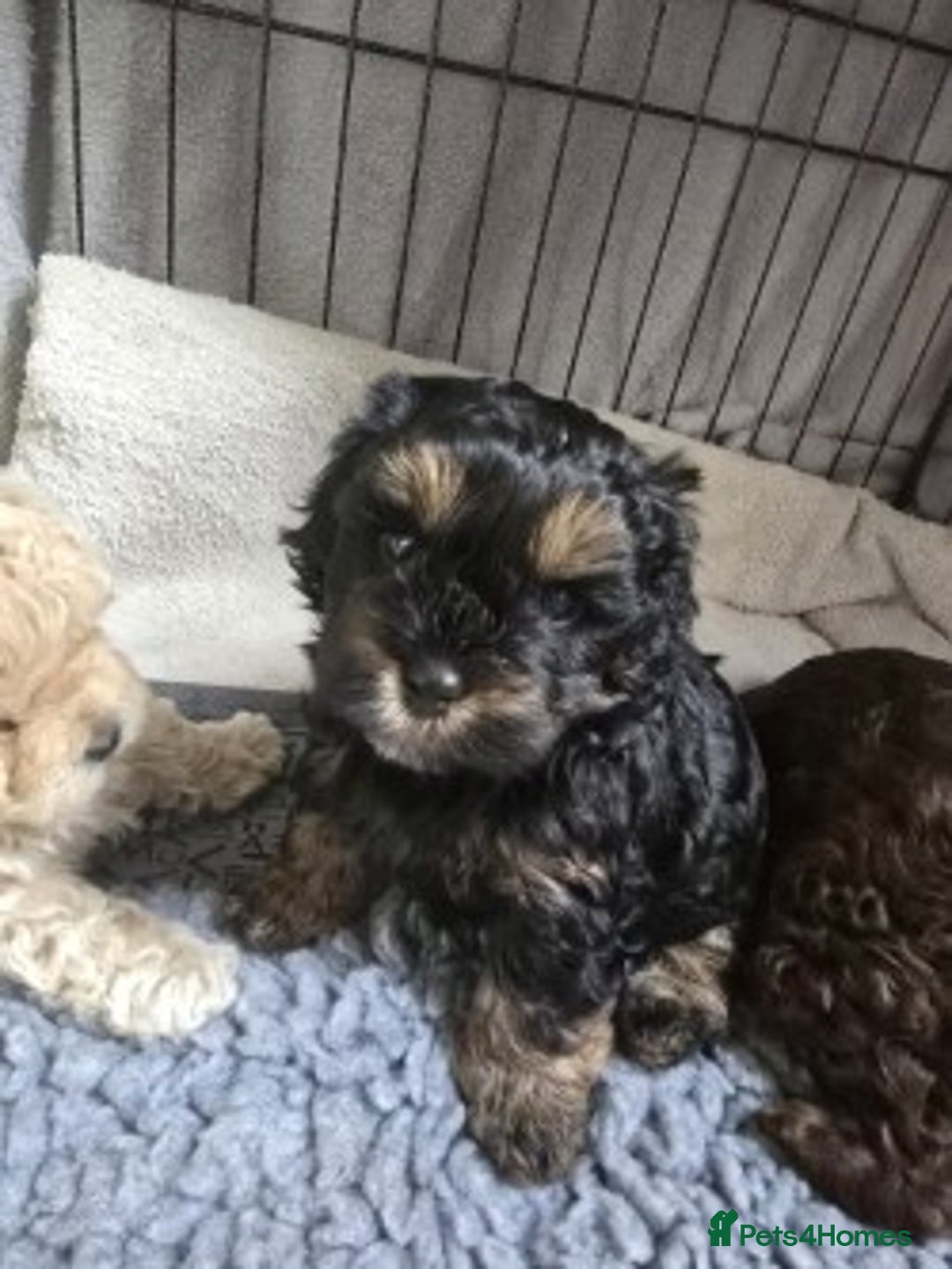 Shihpoo dogs for sale: 🐾 Adorable Shihpoo Puppies 🐾 - Image 2