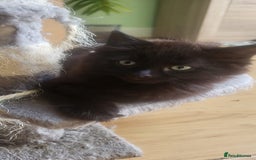 Siberian cats for sale: 6 lovely Siberian kittens  - Image 18