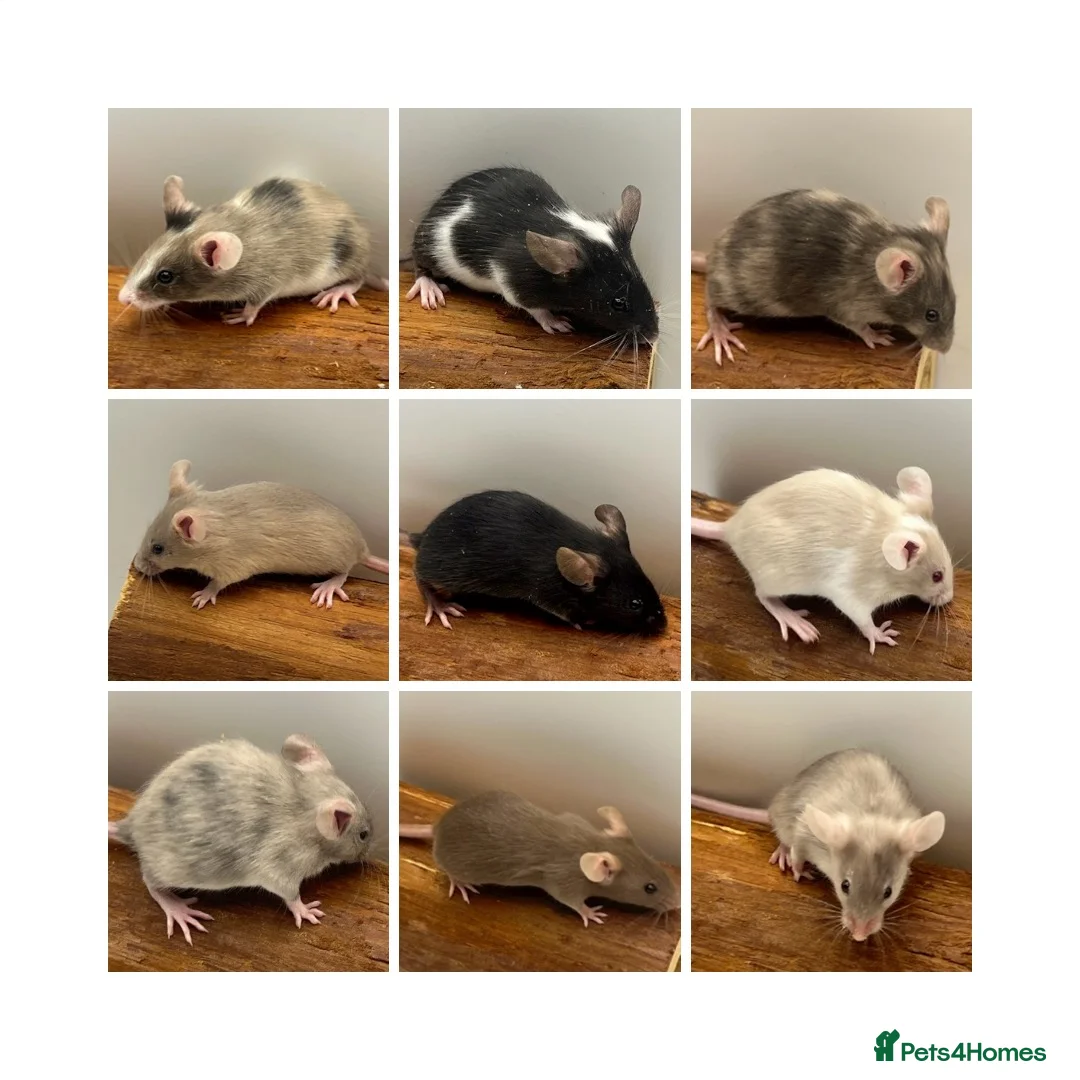 Mouse rodents for sale: Female fancy mice - ready for new homes - Advert 1