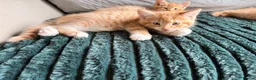 Mixed Breed cats for sale: 1 rare ginger female kitten and 2 boys - Advert 4