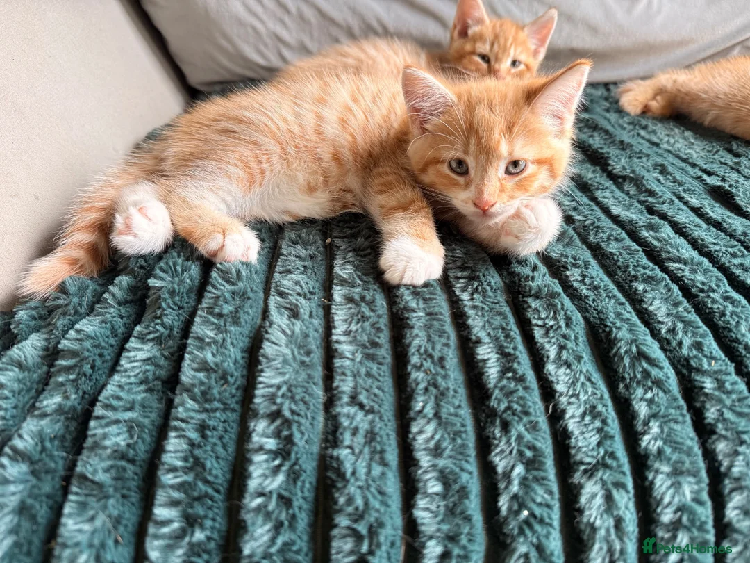 Mixed Breed cats for sale: 1 rare ginger female kitten and 2 boys - Advert 4