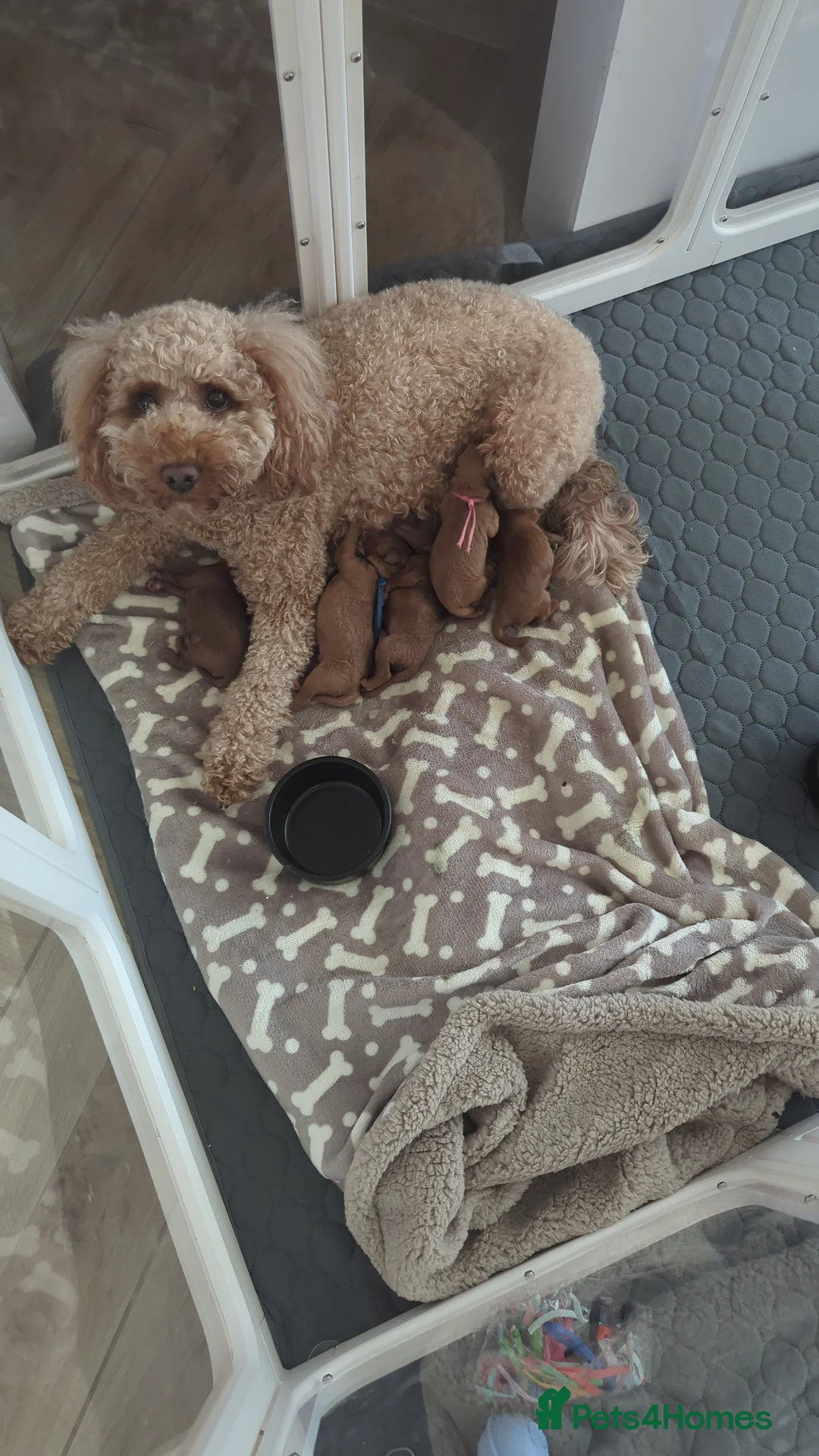 Cockapoo dogs for sale: Beautiful cockapoo puppies in Largs - Advert 1