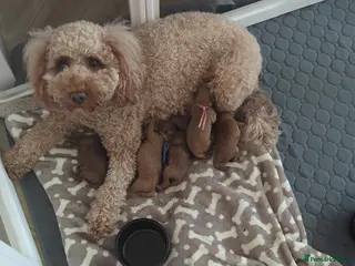 Cockapoo dogs Beautiful cockapoo puppies - Advert 5