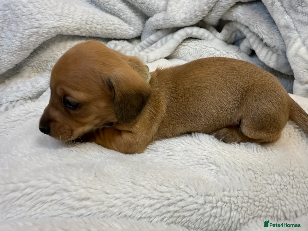 Miniature Dachshund dogs for sale: Miniature Smooth Dacshund  - Advert 6