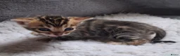 Bengal cats for sale: Traditional brown Bengal - Advert 15